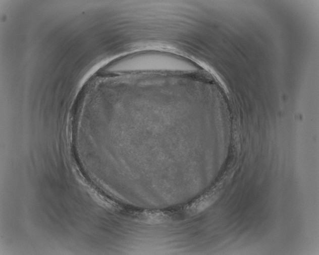 X0000084040983200703022144