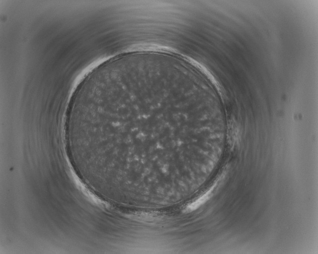 X0000084040995200703022144