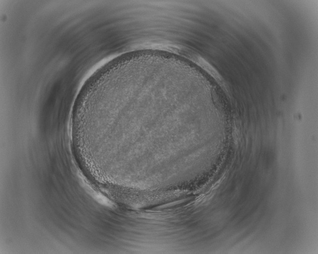 X0000084041028200703022143