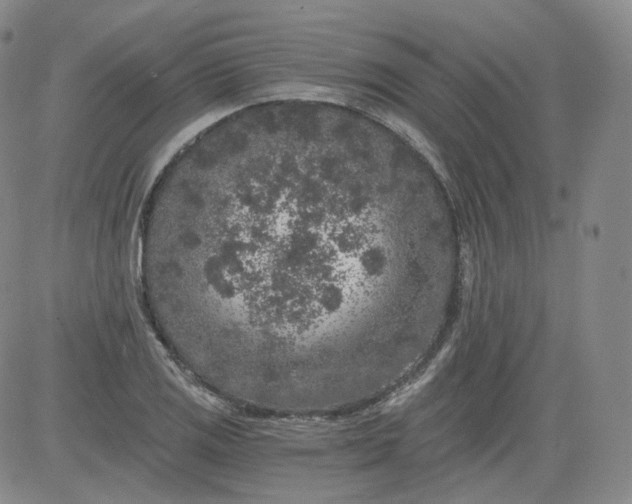 X0000084041125200703022142