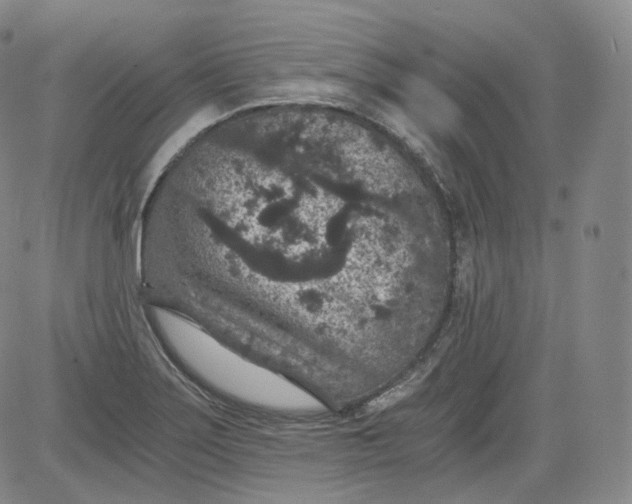 X0000084041275200703022139