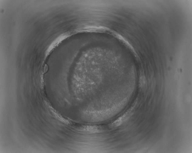 X0000084041362200703022138