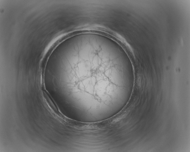 X0000084041368200703022138