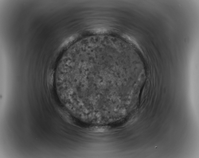 X0000084040495200703092034