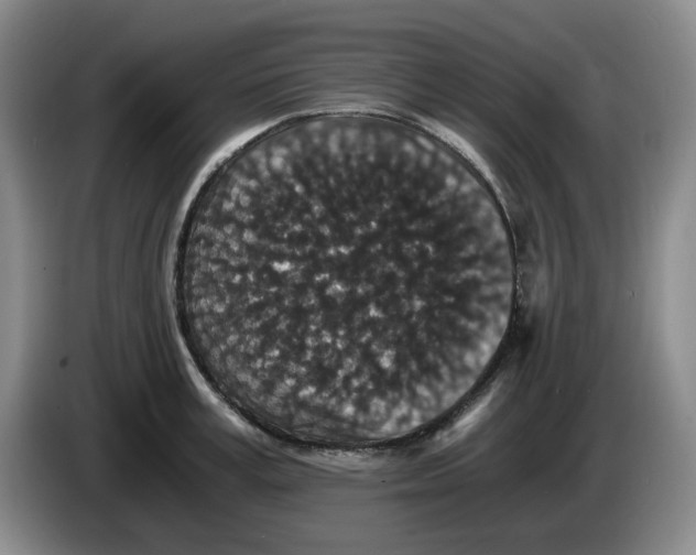 X0000084040995200703092027