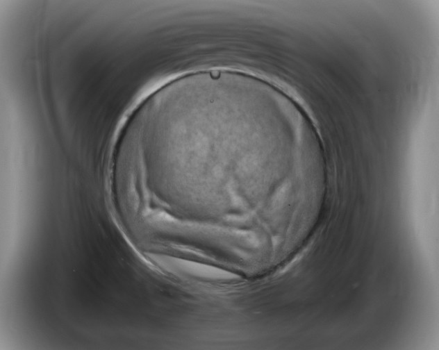 X0000084041525200703092020