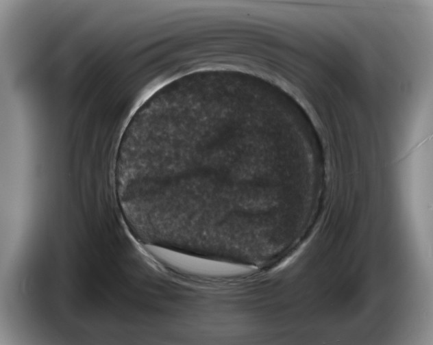 X0000084041529200703092020