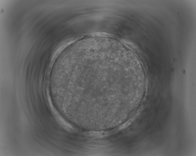 X0000084040049200703161841