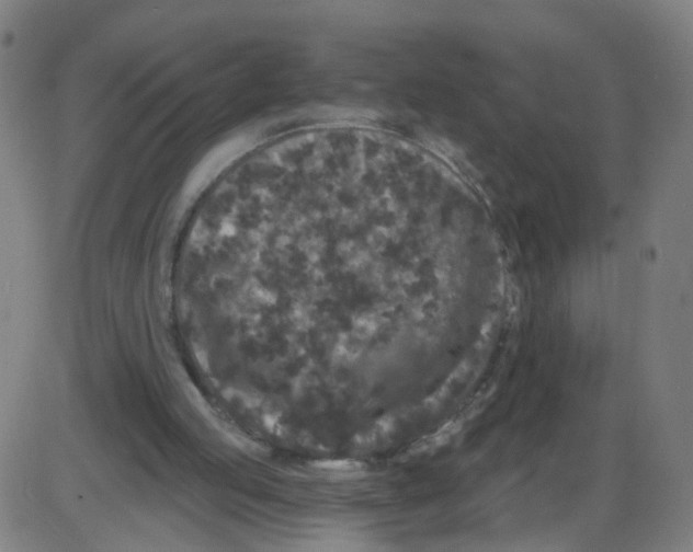 X0000084040053200703161842