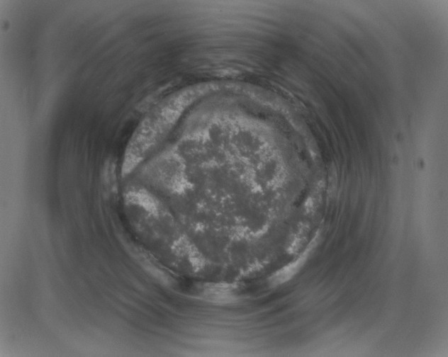 X0000084040182200703161840