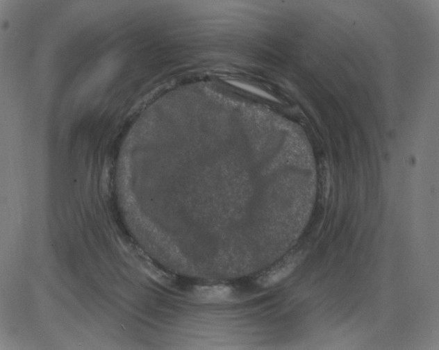 X0000084040266200703161839