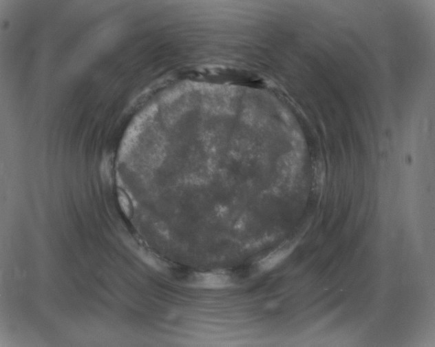 X0000084040286200703161839