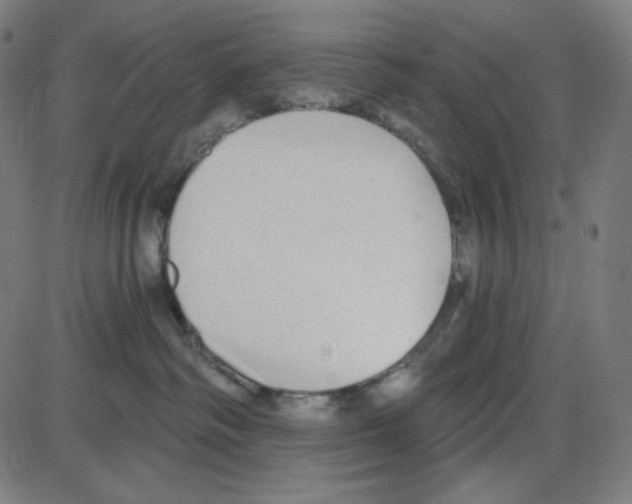 X0000084040334200703161837