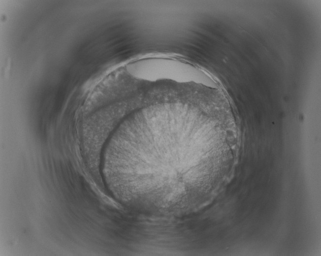 X0000084040337200703161837