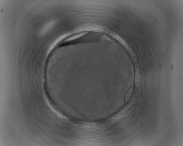 X0000084040438200703161835