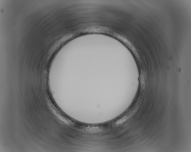 X0000084040445200703161835