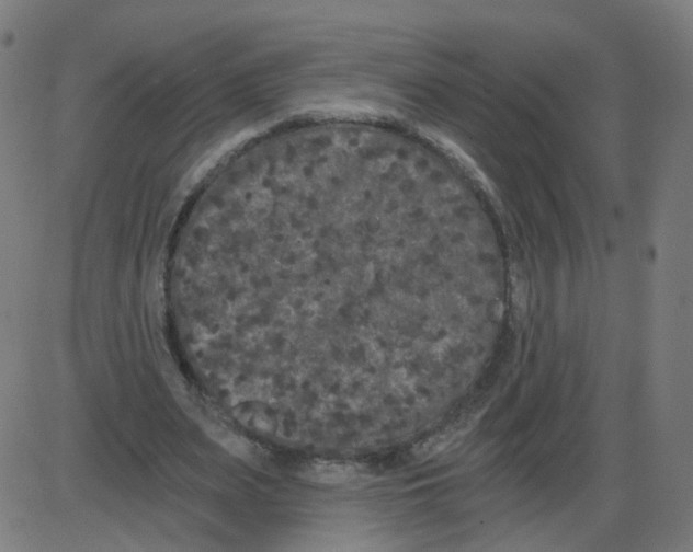 X0000084040487200703161835