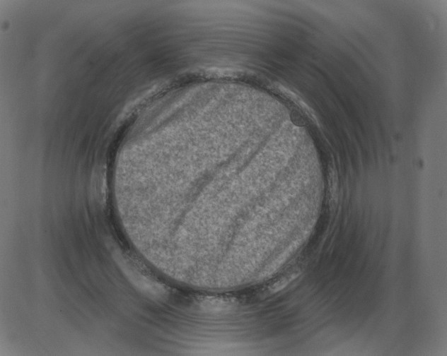 X0000084040494200703161835