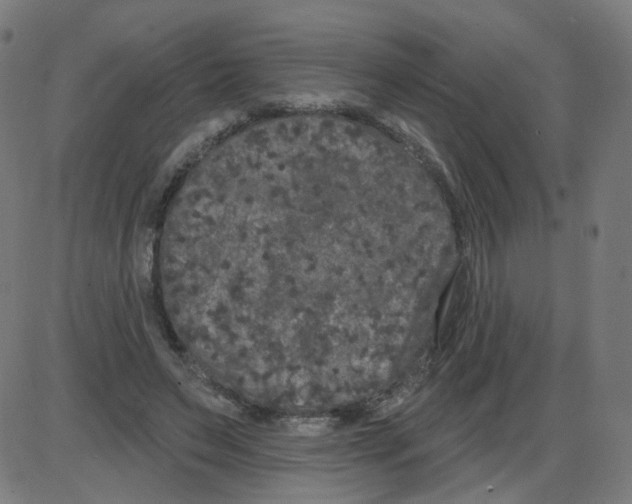 X0000084040495200703161835