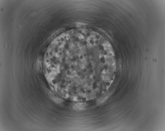 X0000084040527200703161834