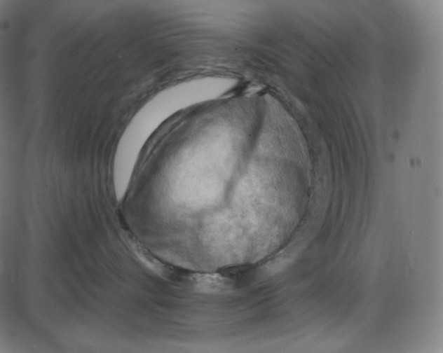 X0000084040528200703161834