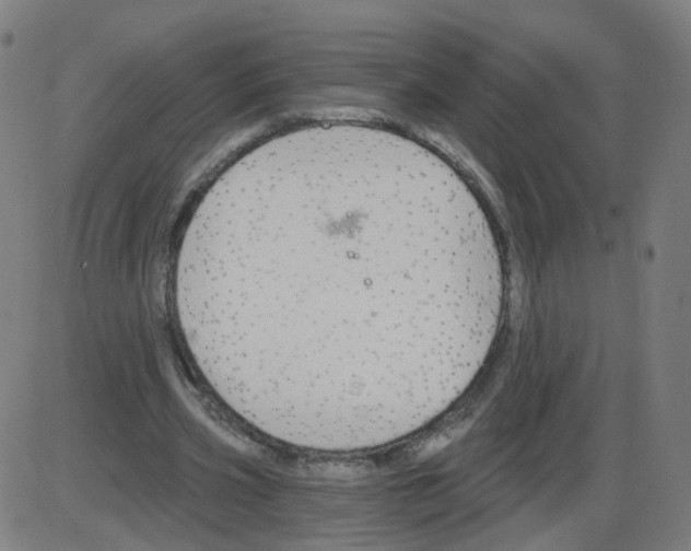 X0000084040533200703161834