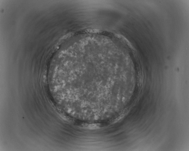 X0000084040553200703161834