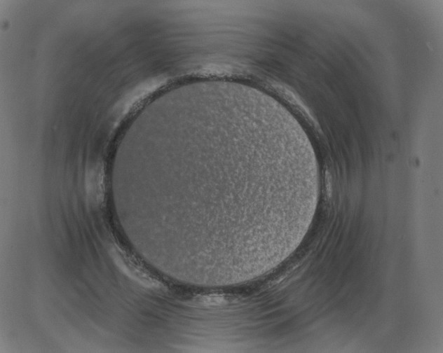 X0000084040588200703161833