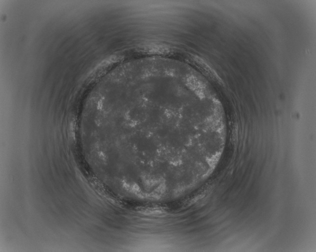 X0000084040643200703161832