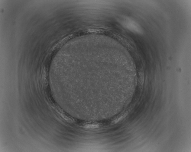 X0000084040653200703161832