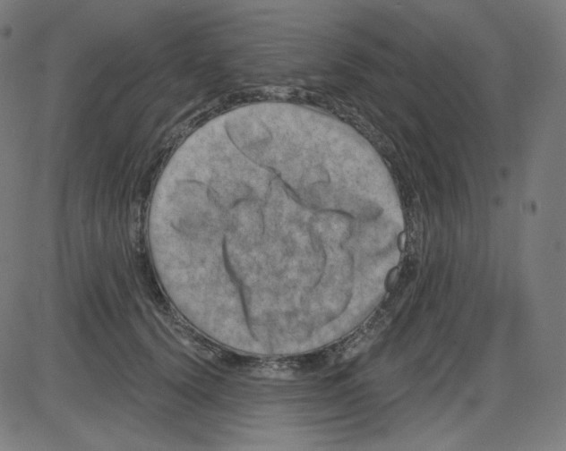 X0000084040656200703161832