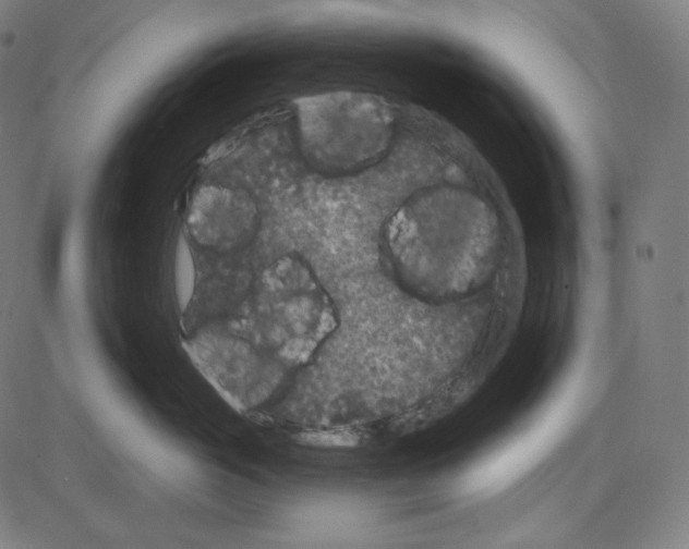 X0000084040765200703161831