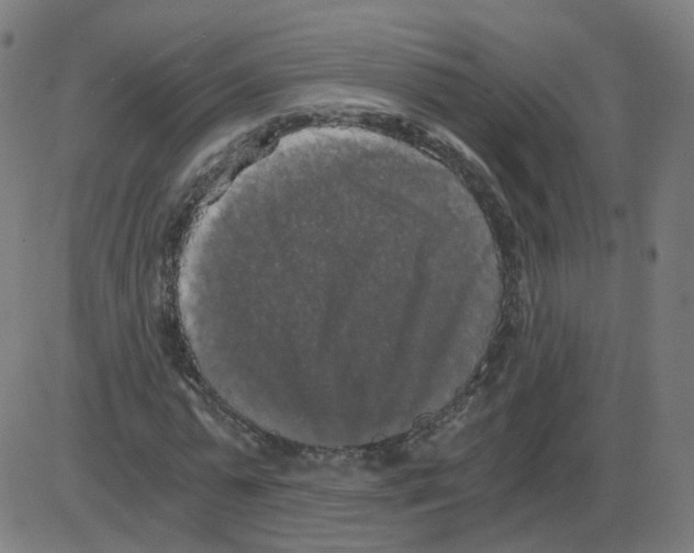 X0000084040775200703161830