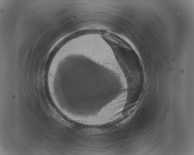 X0000084040783200703161830