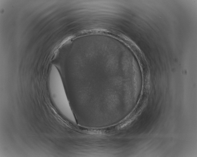 X0000084040785200703161830