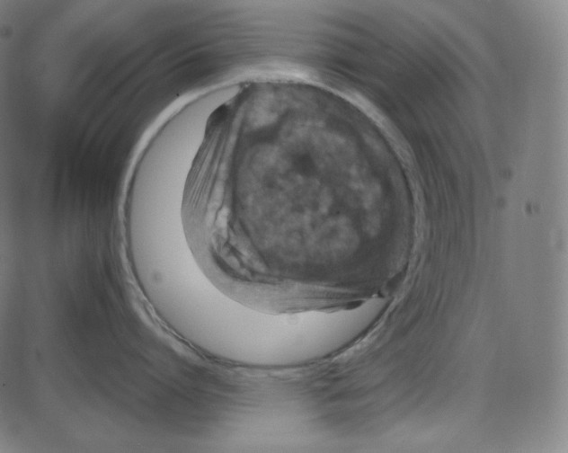 X0000084040864200703161829