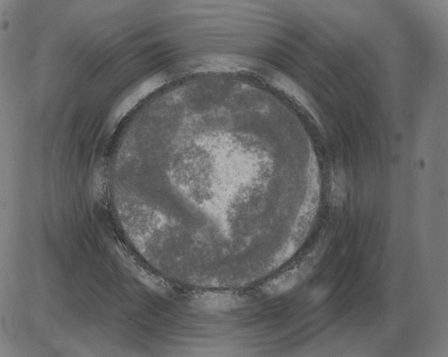 X0000084040874200703161829