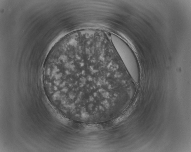 X0000084040899200703161828