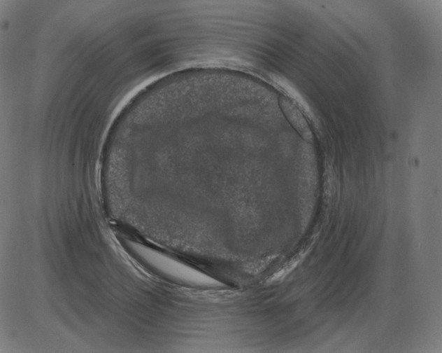 X0000084040932200703161827