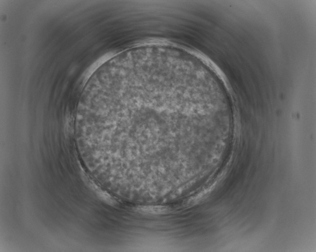 X0000084040953200703161828