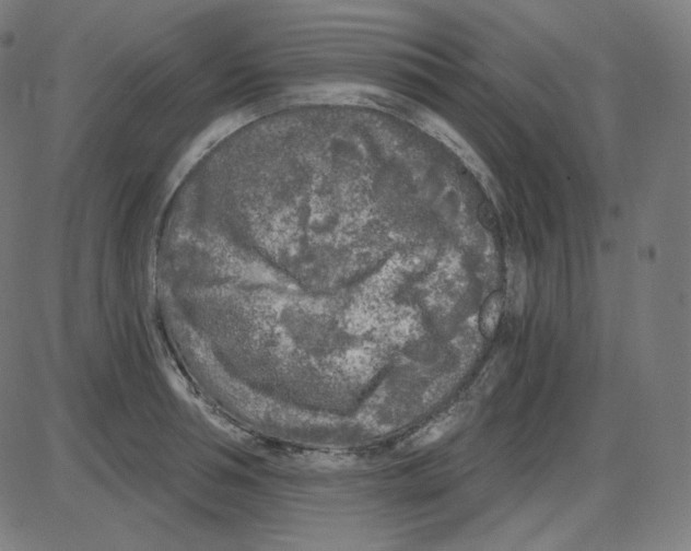 X0000084040994200703161827