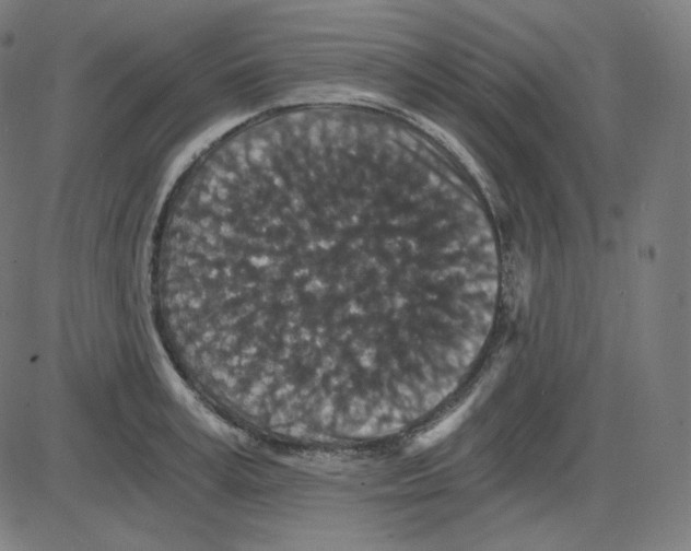 X0000084040995200703161827