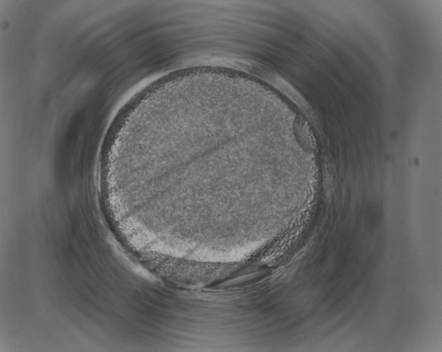 X0000084041028200703161826