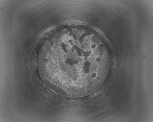 X0000084041063200703161825