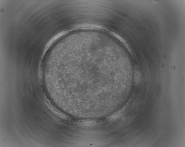 X0000084041074200703161825