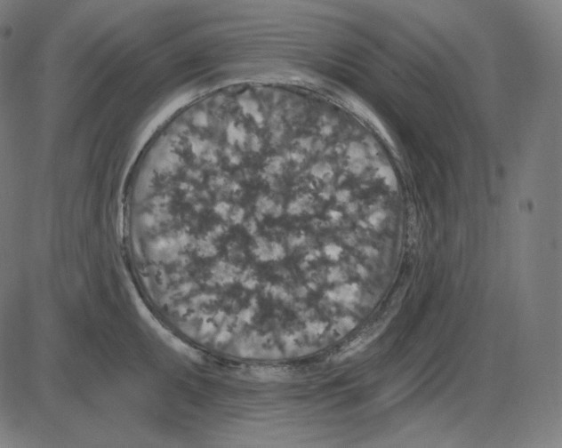 X0000084041095200703161825