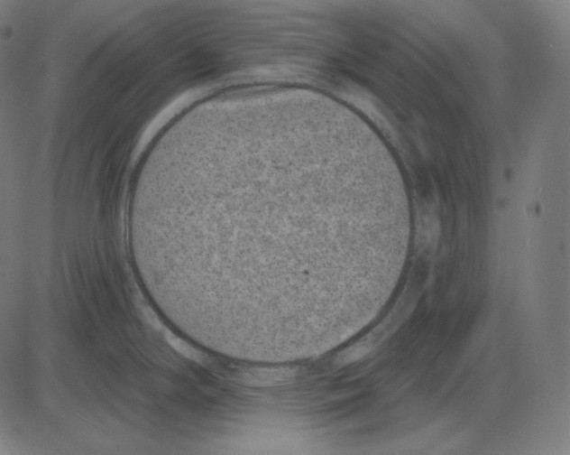 X0000084041294200703161822