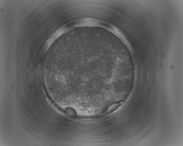 X0000084041337200703161821