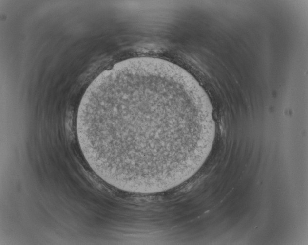 X0000084041396200703161819