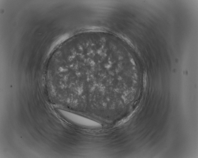 X0000084041405200703161819